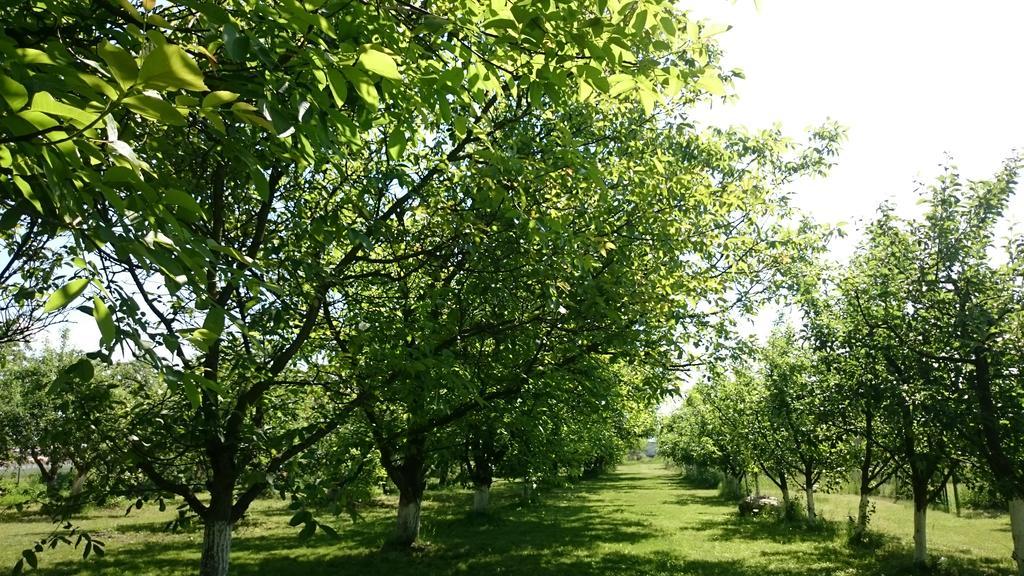 Agroturystyka Lulkowo Pension Buitenkant foto