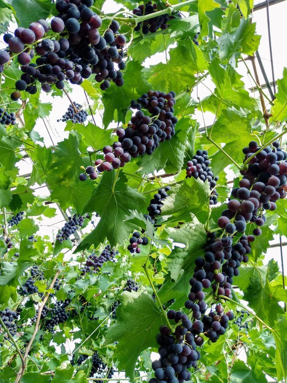 Agroturystyka Lulkowo Pension Buitenkant foto