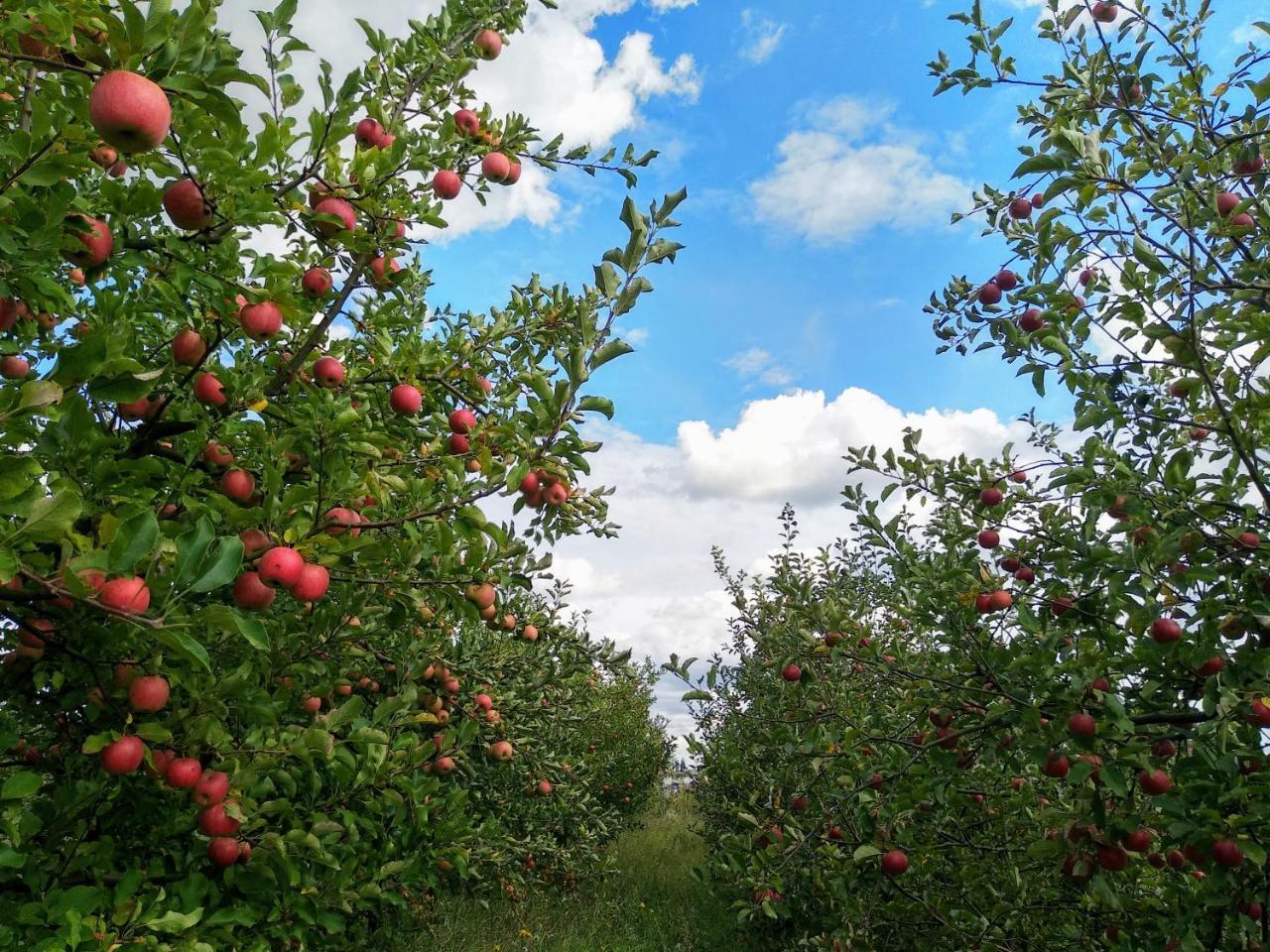 Agroturystyka Lulkowo Pension Buitenkant foto